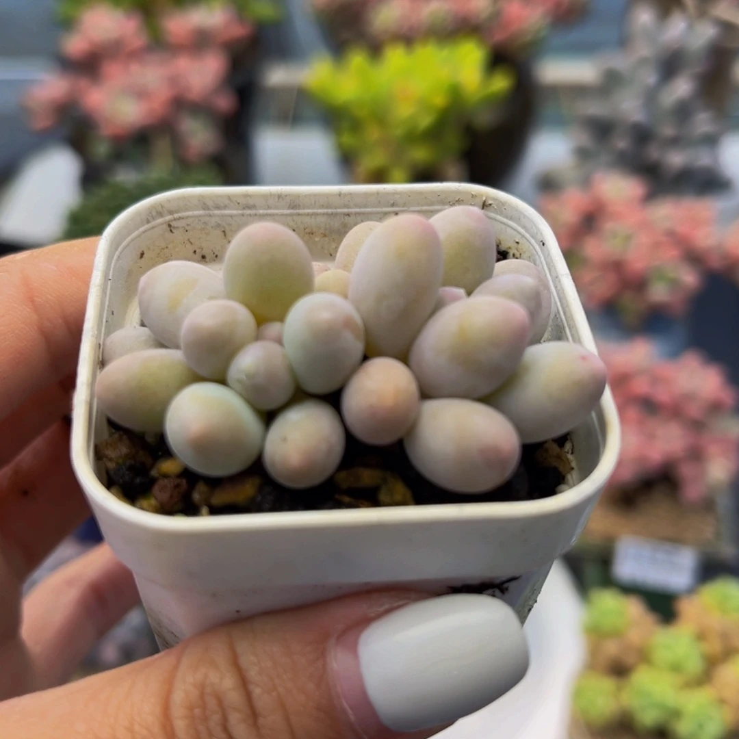 226-黄金香水手指多肉4cm