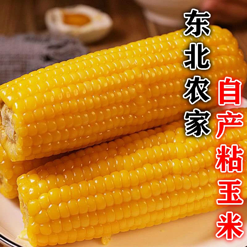 2025年正宗东北黄糯玉米粘糯软香玉米棒甜糯代餐粗粮真空包装8根