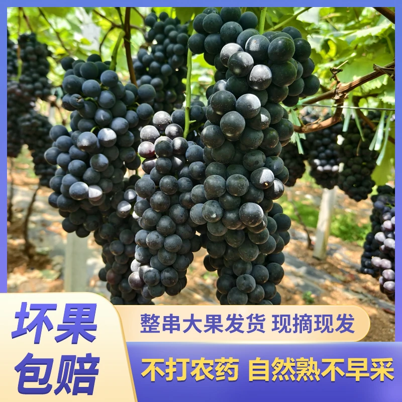 果宝小队现摘云南夏黑葡萄新鲜无籽葡萄当季无籽黑提黑加仑自家种