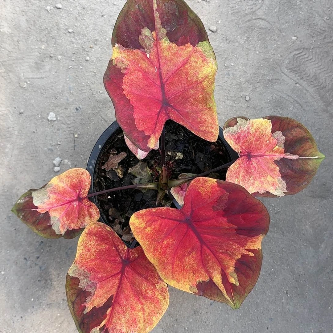 92-0121落日彩叶芋泰国发货