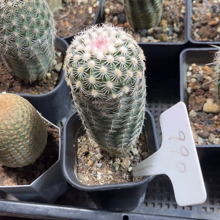 无花朵起**难990实生好养皮实