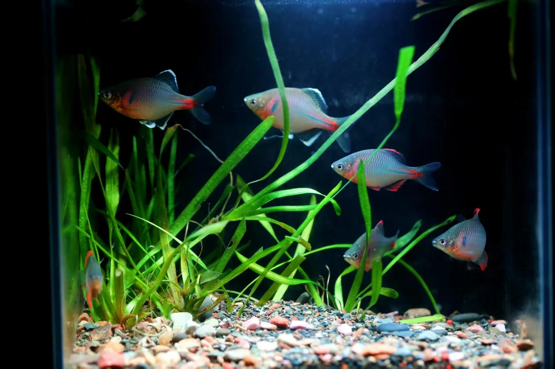 云川原生挑鱼专用 原生鱼直播间挑鱼专用链接请勿直接下单