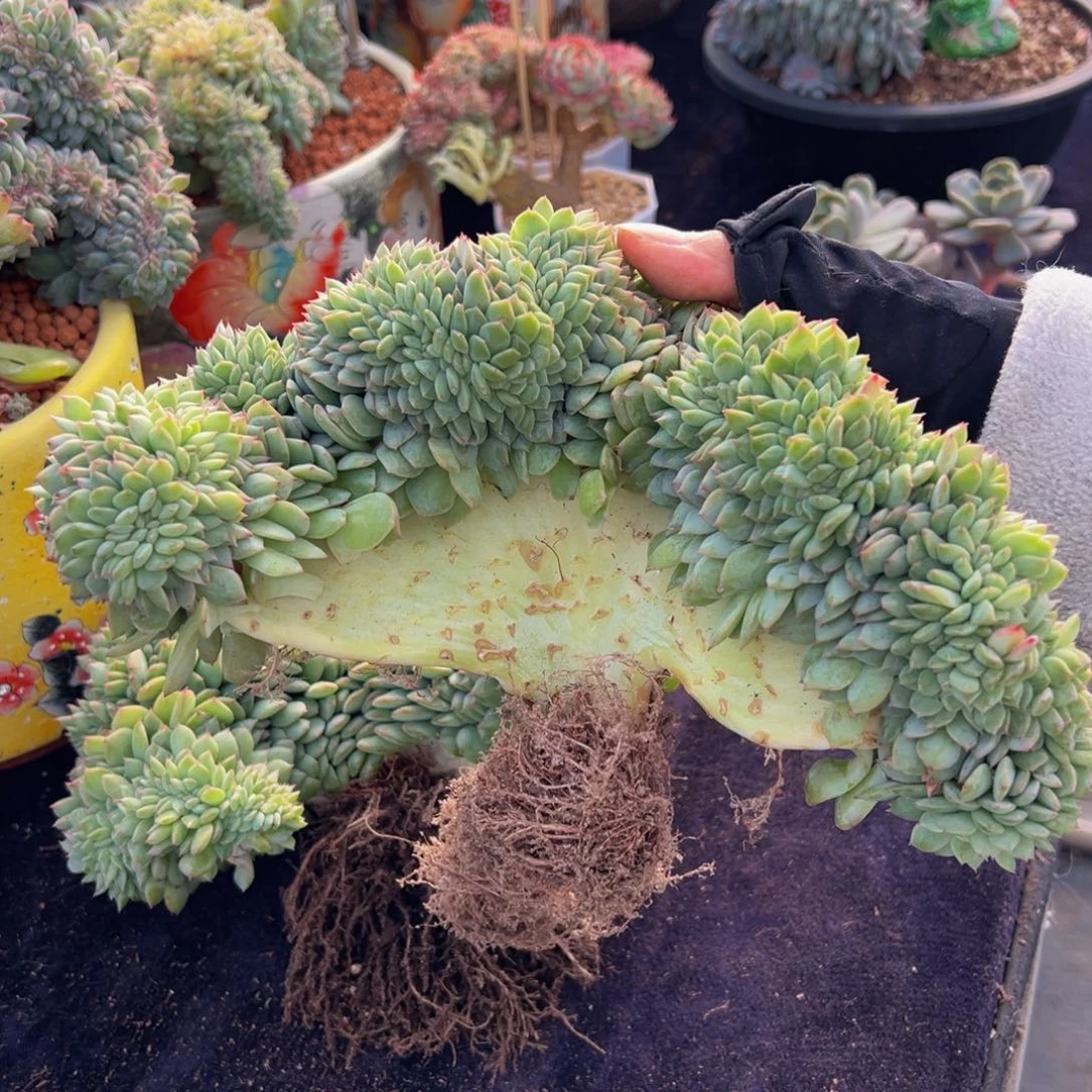 小****甜心缀化 天天开心