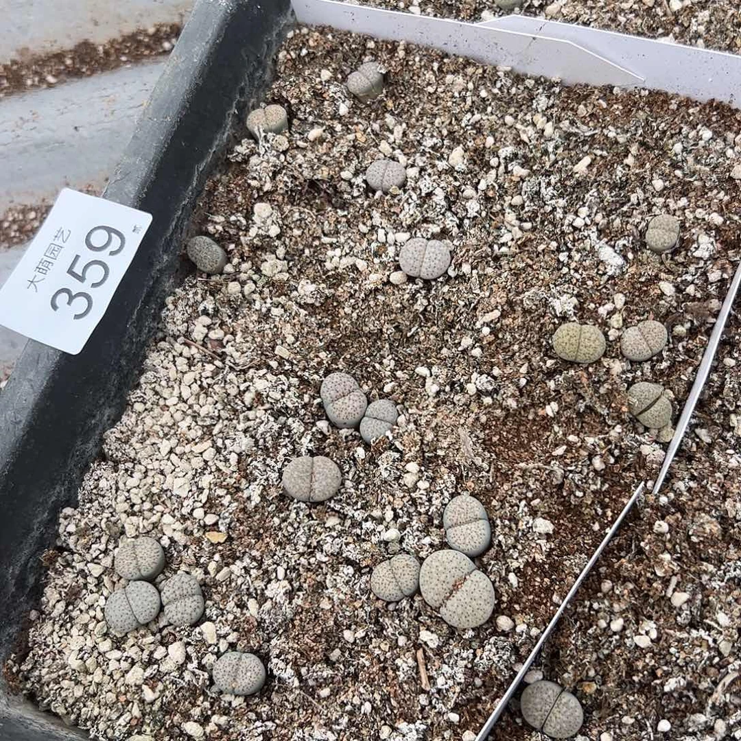 一物一拍脱土发。   359