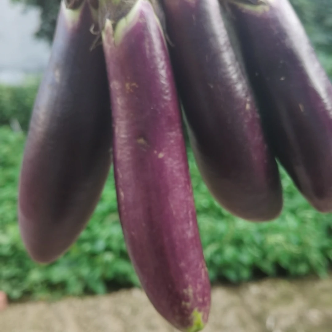 湘西本地茄子新鲜采摘发货紫色长现摘整箱包邮