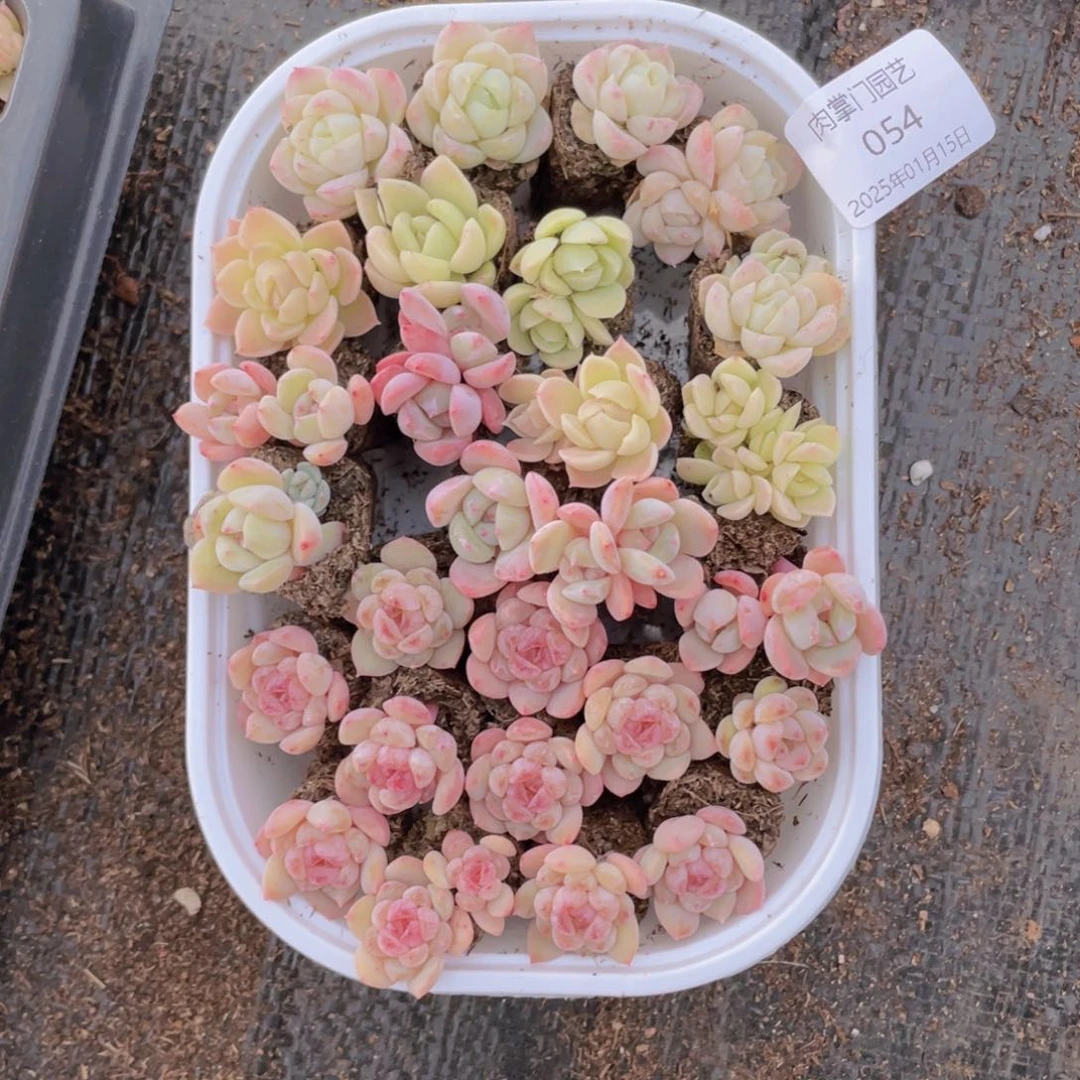 我们的生活方式是什么054