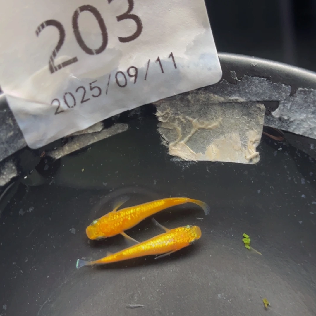 青鳉203玫瑰宝石一对