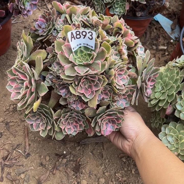 女妖多肉植物893.