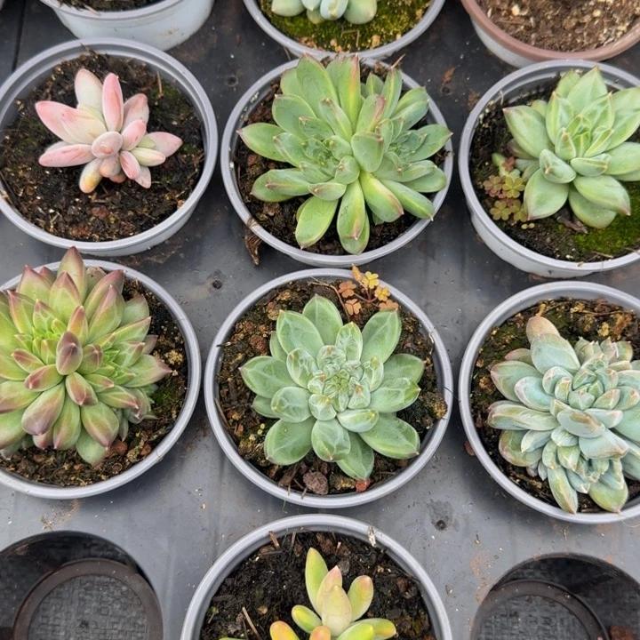 310多肉植物一物一拍