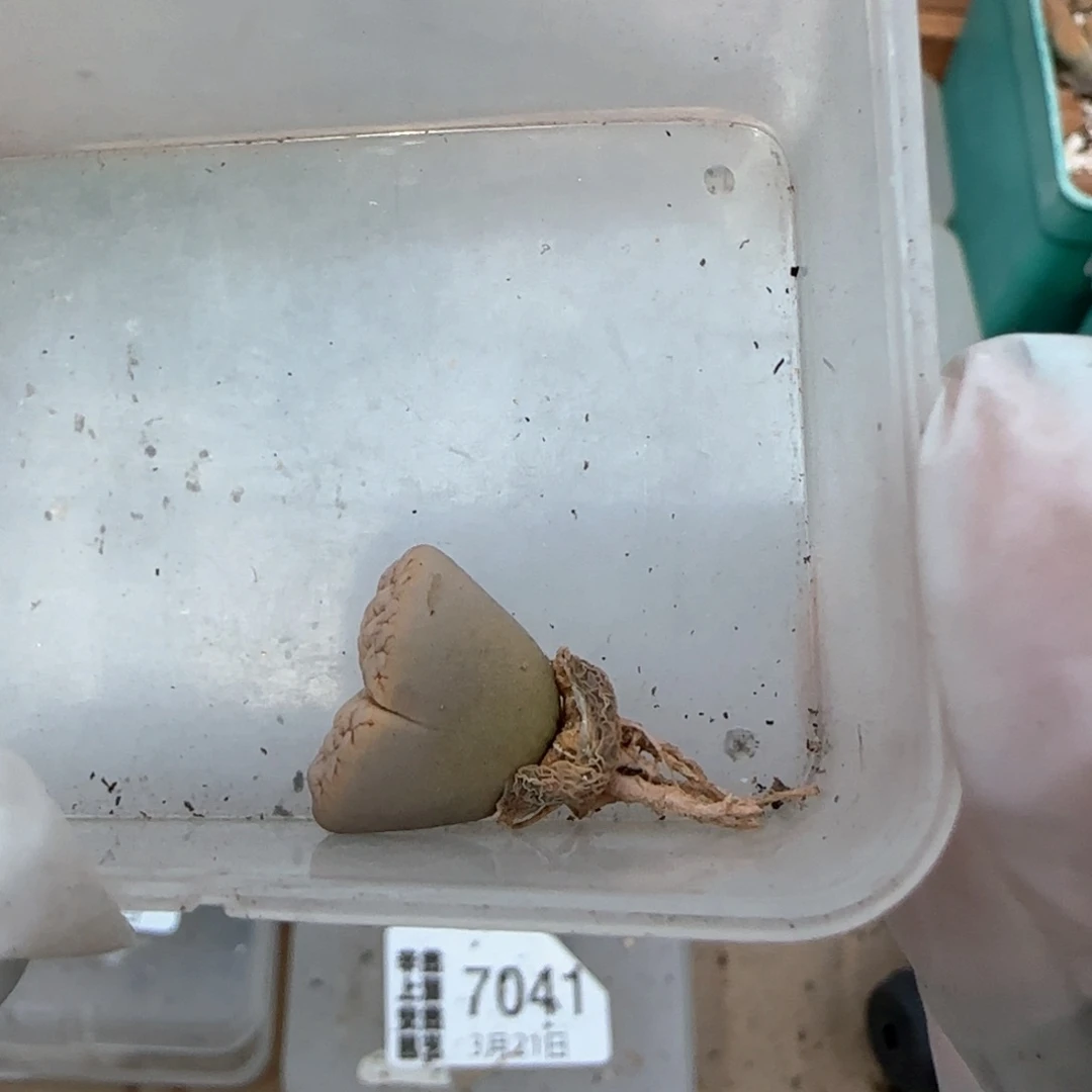 小*3。21。7009。189。