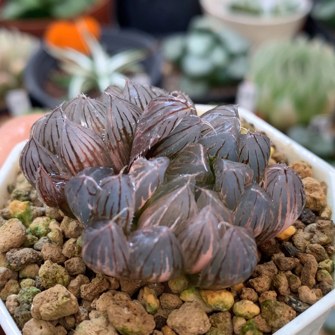 霓虹灯玉露锦，带盆