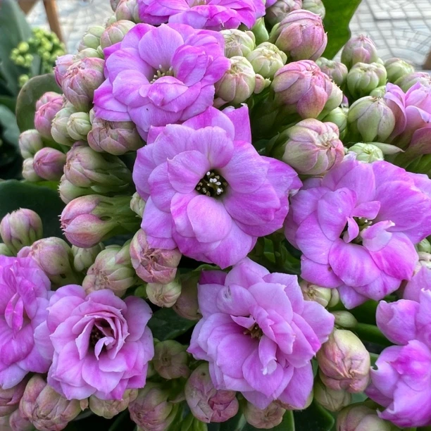 长寿花园～【梅尔蒂斯】 110盆