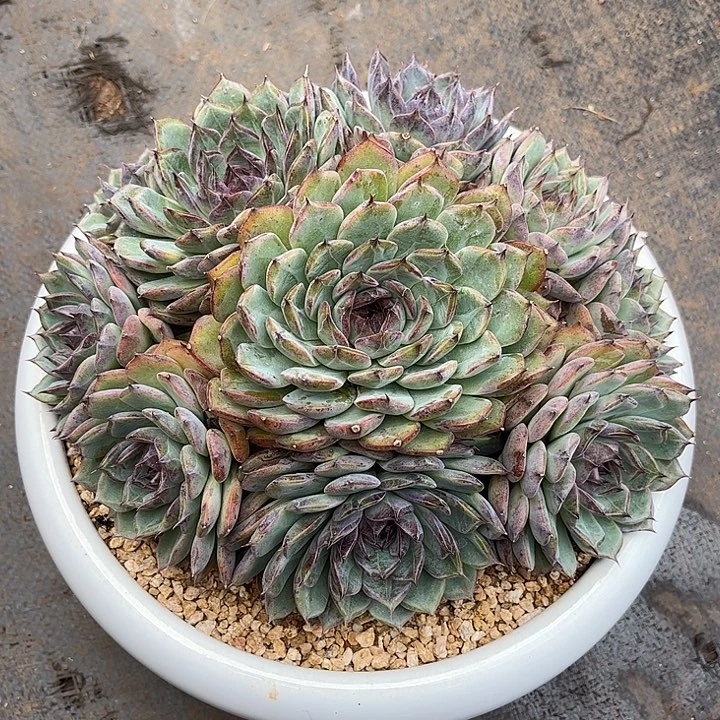 多肉植物一物一拍