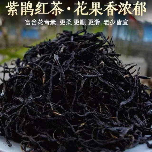 紫娟生茶富含花青素普洱茶