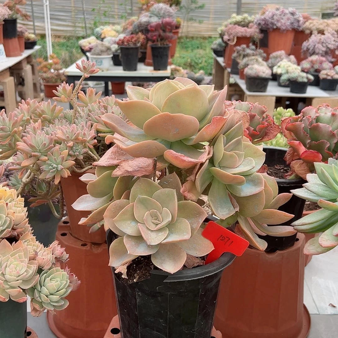 8**1271鹤氏多肉植物