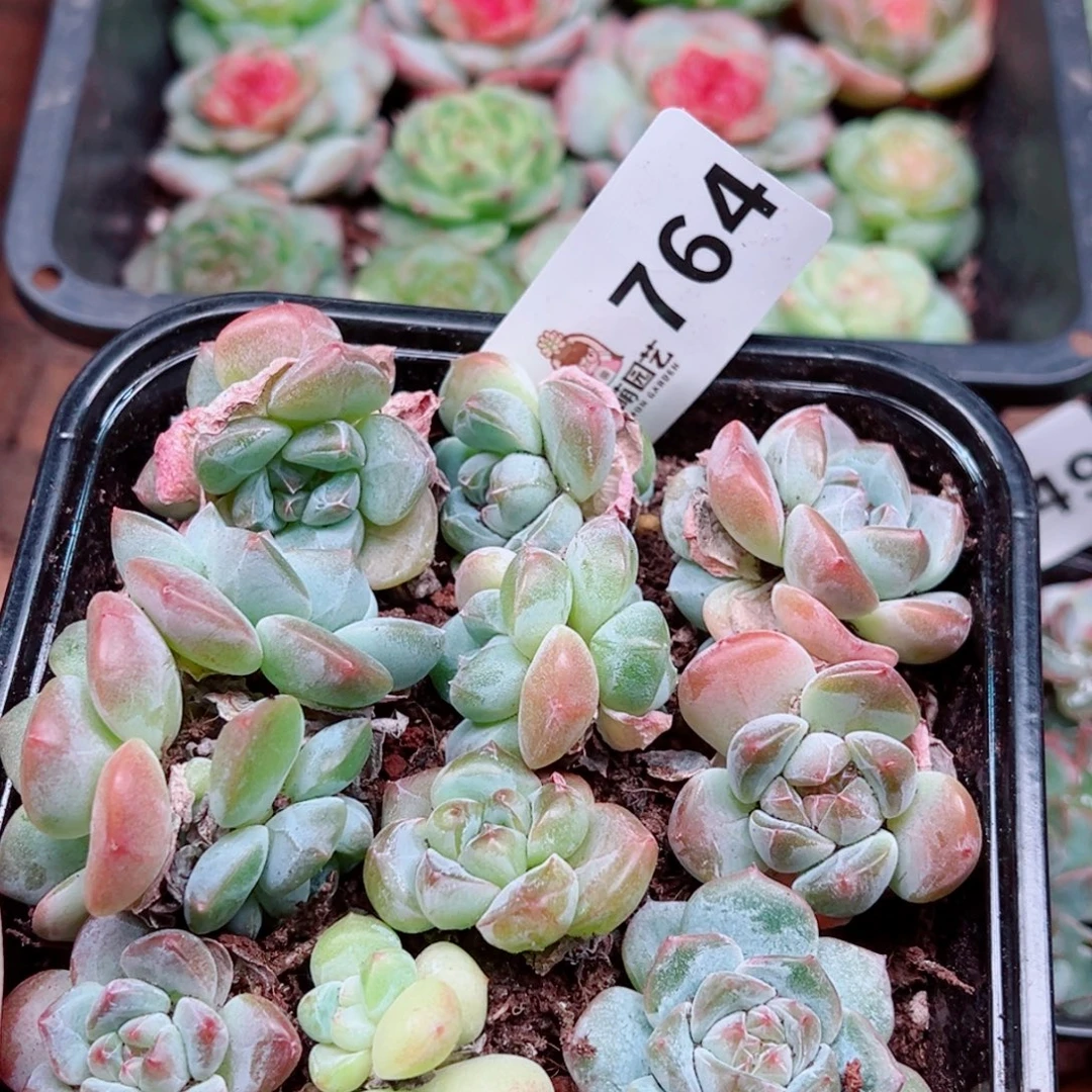 多肉植物多肉植物