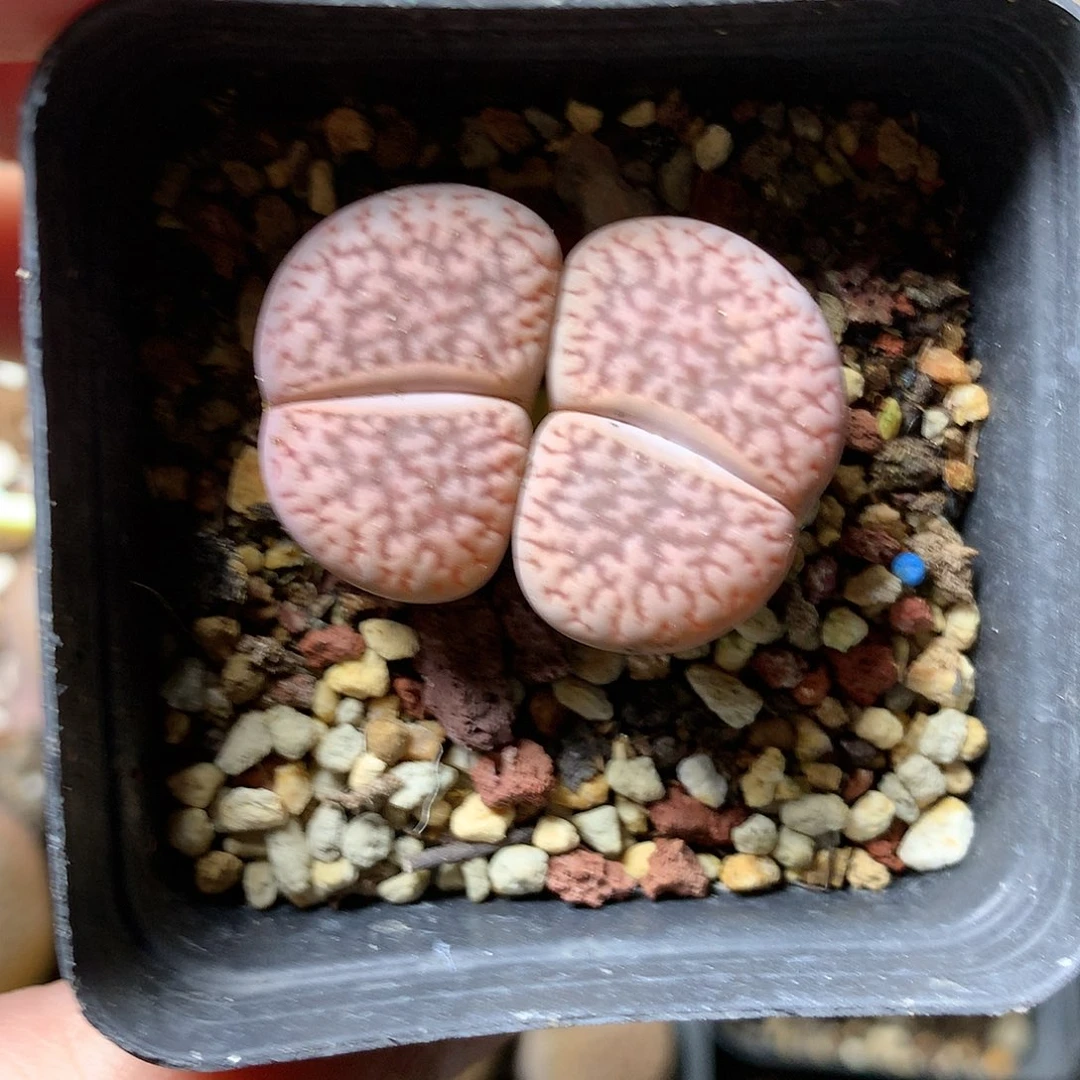 小*乖T347多肉植物保护