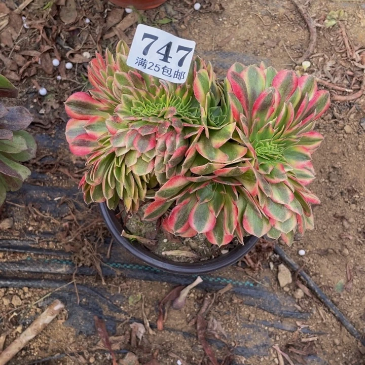 747雨荷缀化多肉植物