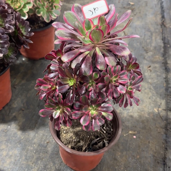 310号丽娜法师植物