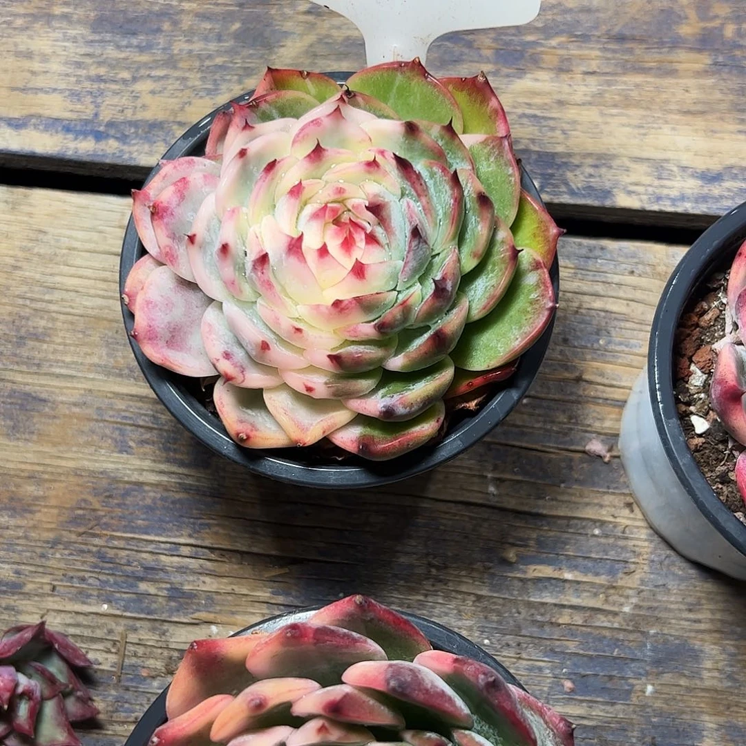 *****吉娃娃锦8068号一物一拍