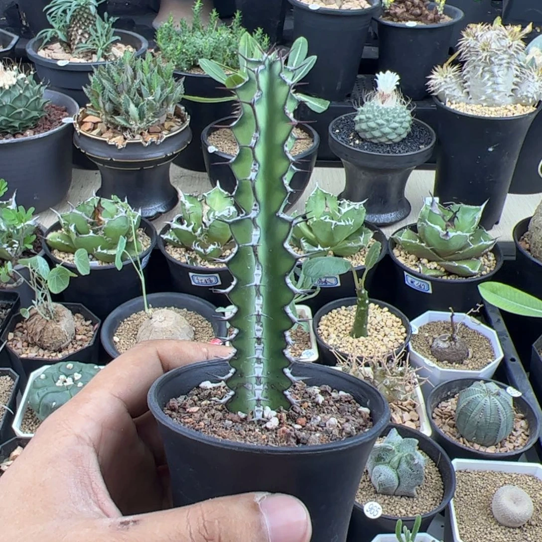 龙角麒麟大戟一物一拍