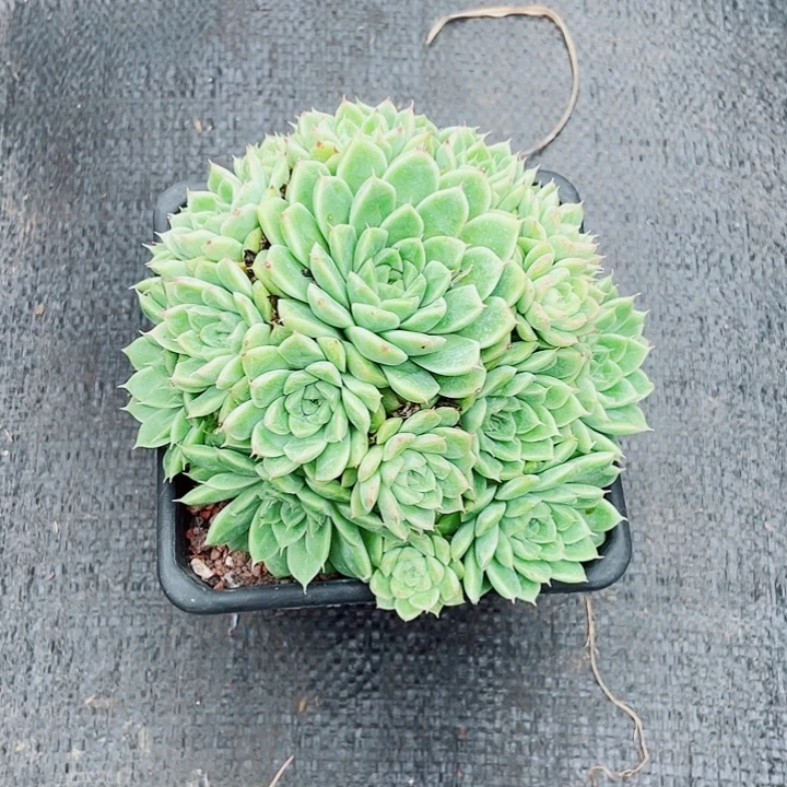 老桩控养红麦秆17cm
