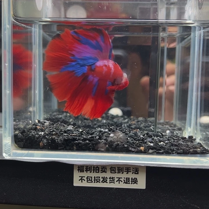斗鱼竞拍跑单拉黑12日65