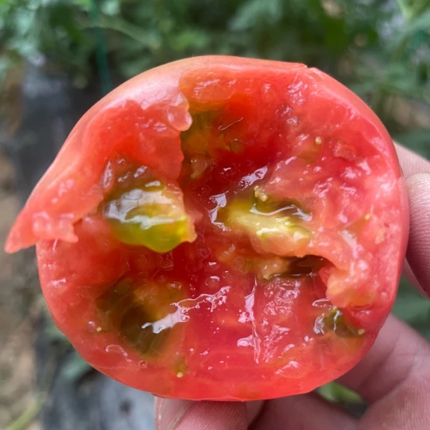 大连草莓柿子西红柿自然成熟没有科技狠活净重5斤