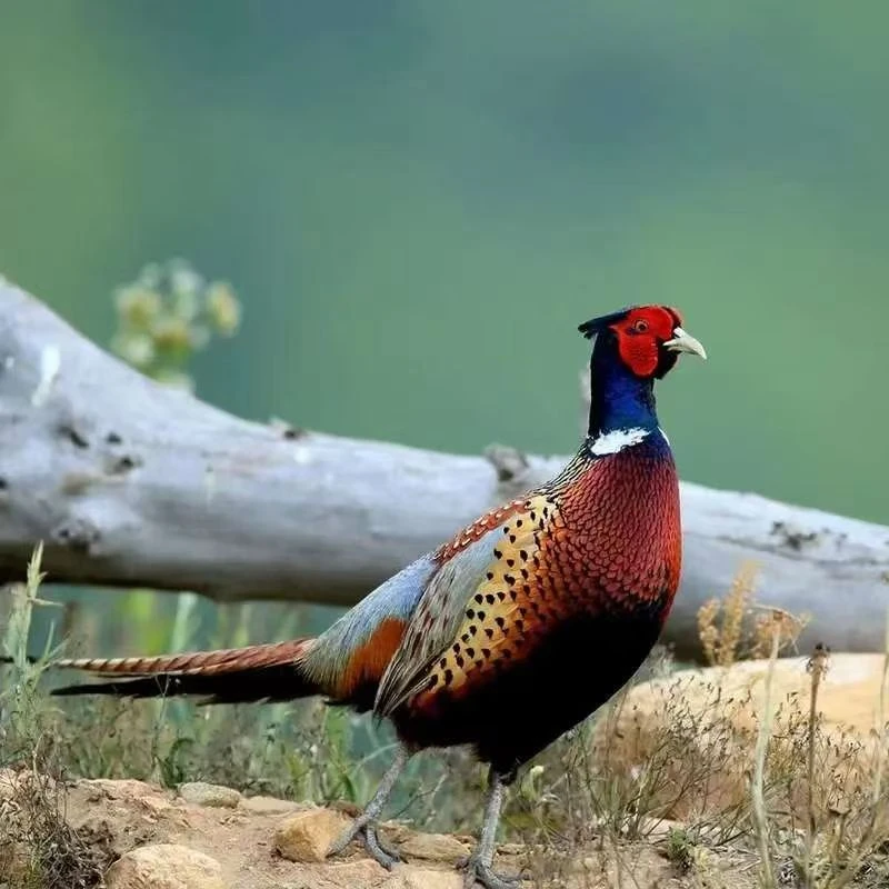 （656）正宗成年七彩山鸡人工散养观赏鸡肉质鲜美 京东包邮