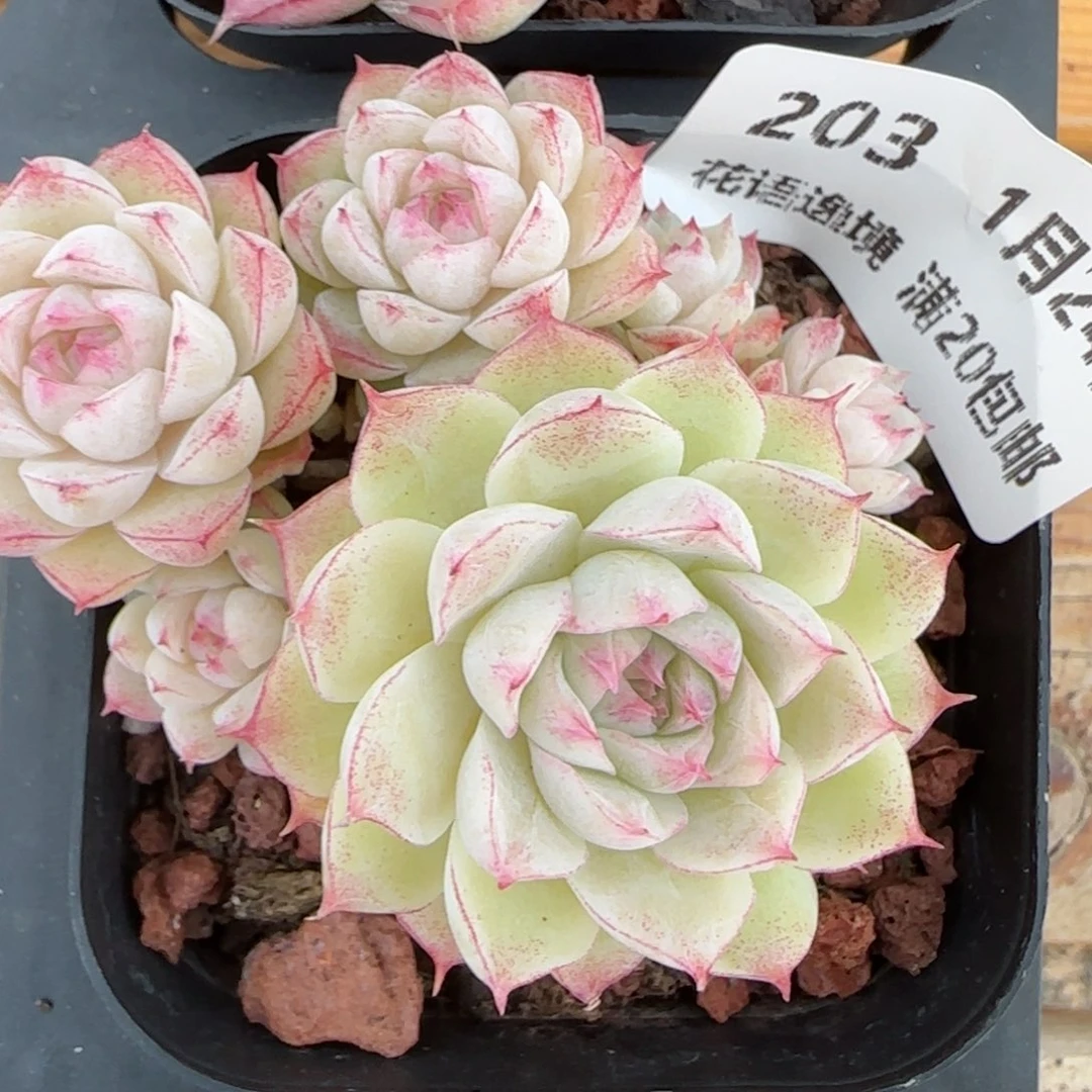 花语逸境0124-203