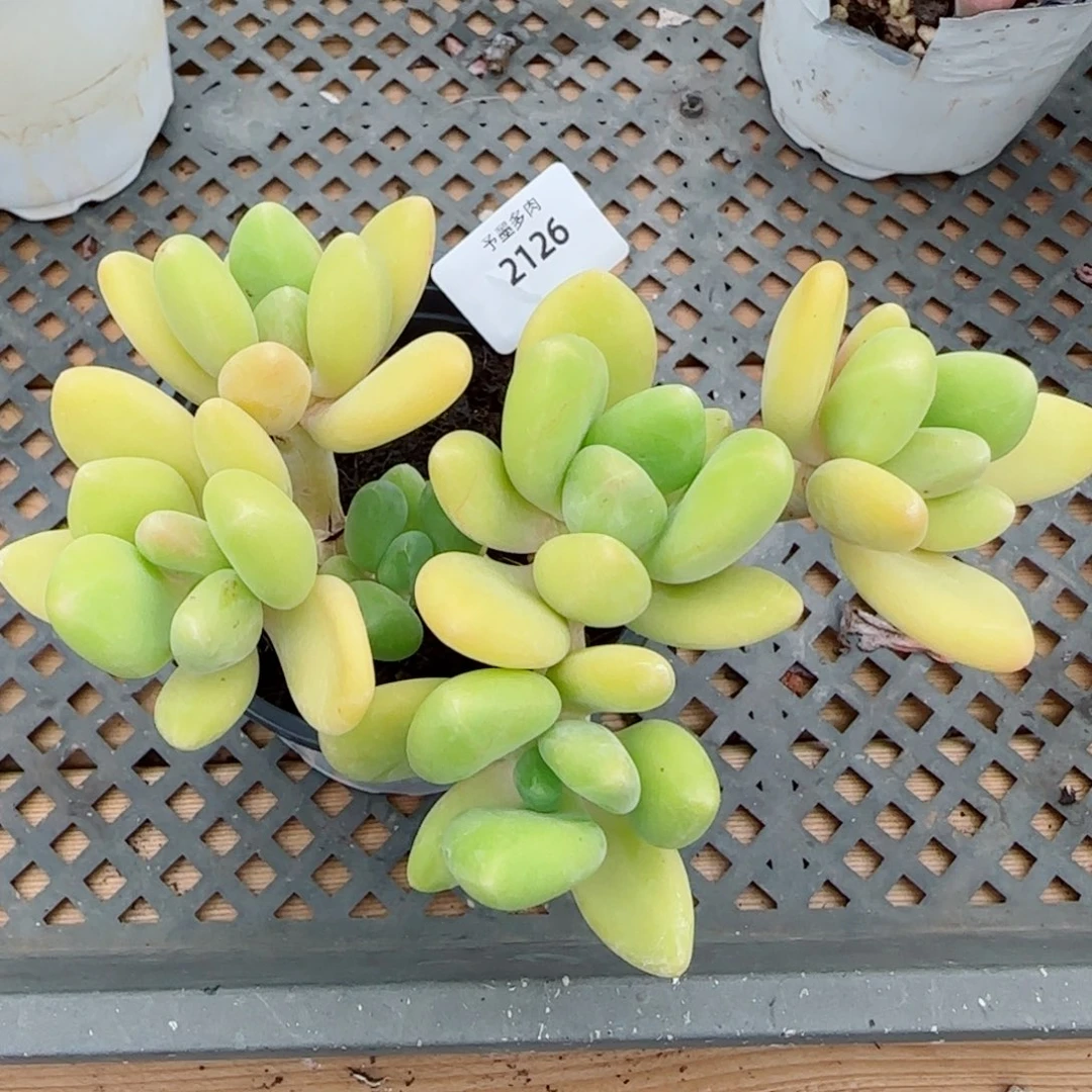 芒果奶，2126多肉植物