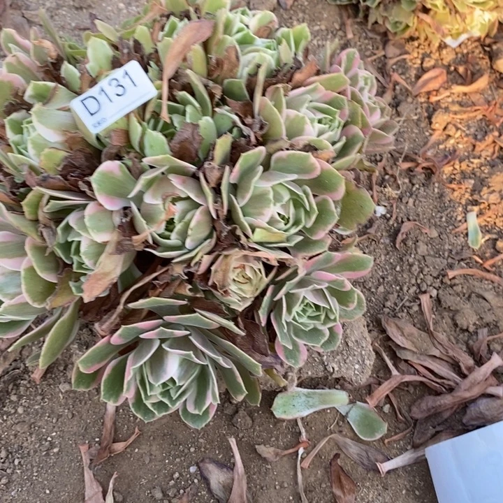 131女妖多肉植物大师