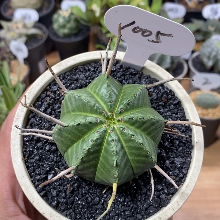 实生法丽达大戟1005号6cm