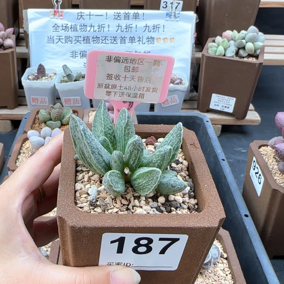 187酒红猪肝多肉植物