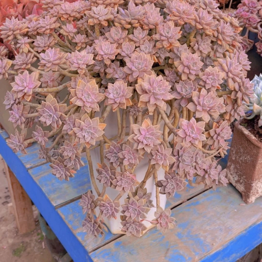 多肉老桩多肉老桩