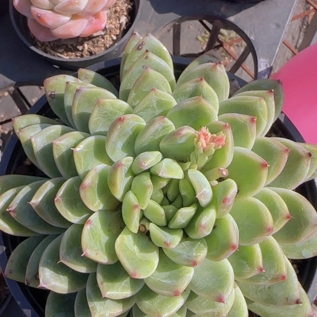 【闪购商品】大叠叶冰川珍妮