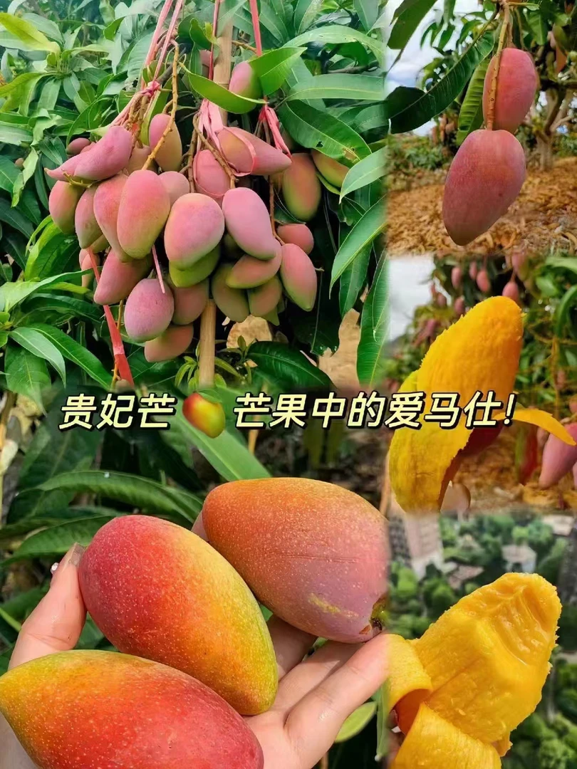 云南元江金凤凰（贵妃）芒果爆甜多汁肉厚核薄细腻爽口现摘果园直发