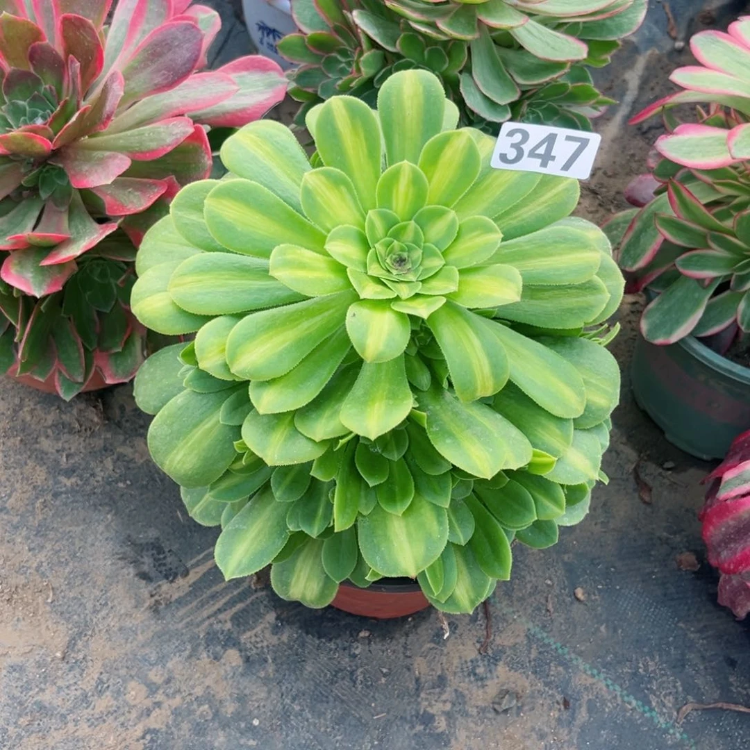 347翡翠琉璃多肉植物