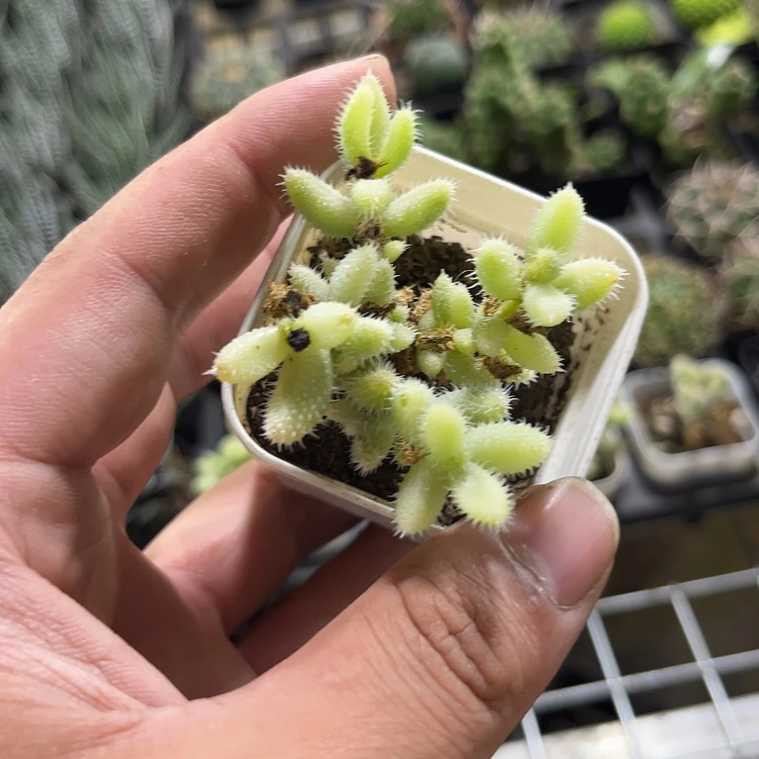 雷同锦单头发货有根