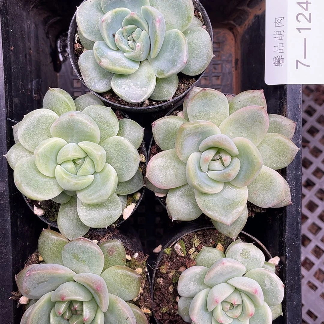 多肉一物一拍多肉7-124