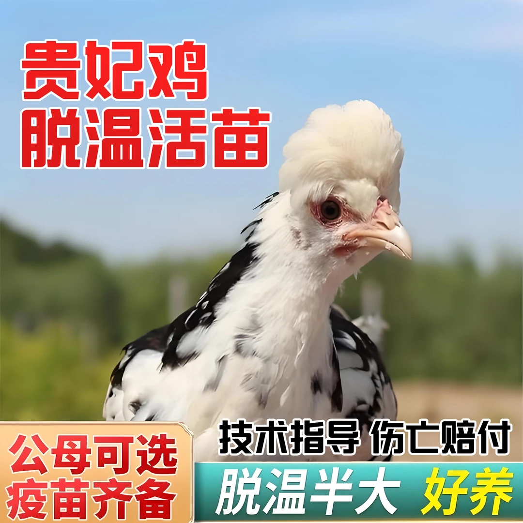 贵妃鸡宠物鸡禽类活体疫苗齐全包邮到家
