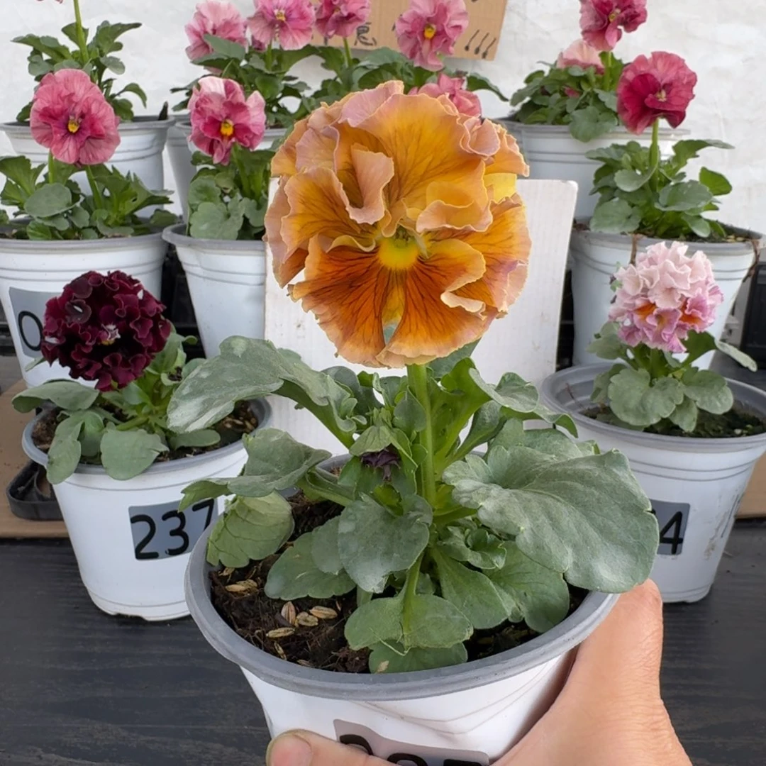 全部花朵285号洛可可