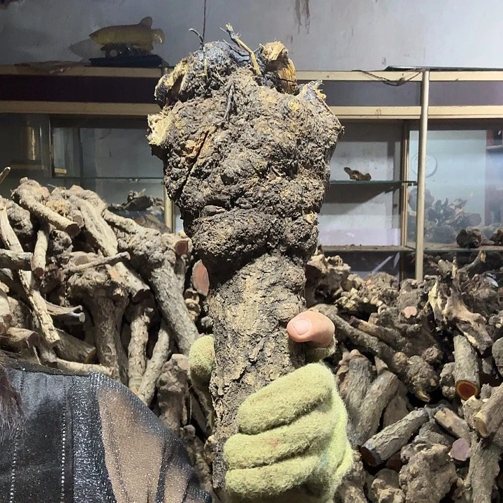 桐***赫香榧木火琉璃的故事是一个