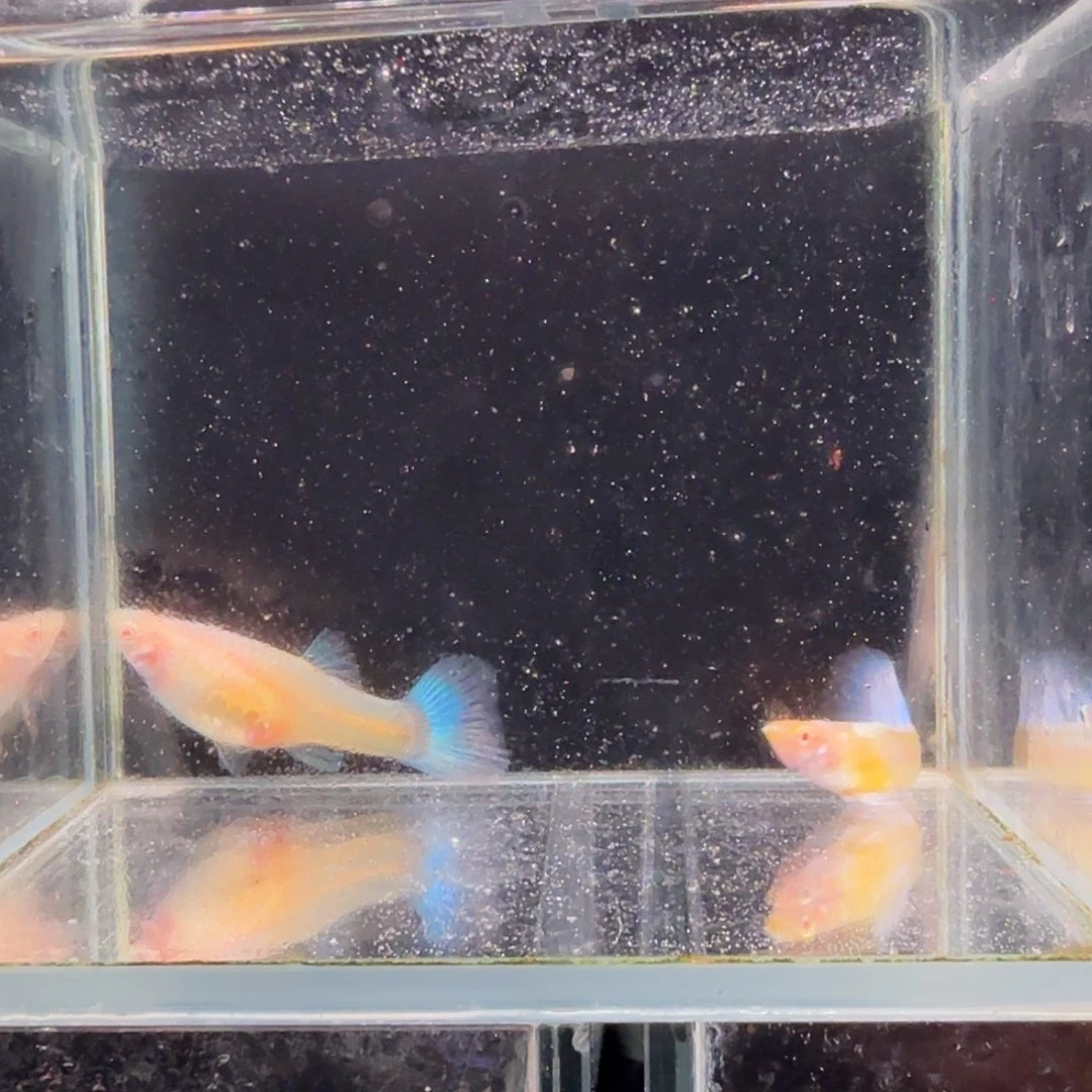 孔雀鱼蓝白种鱼1对