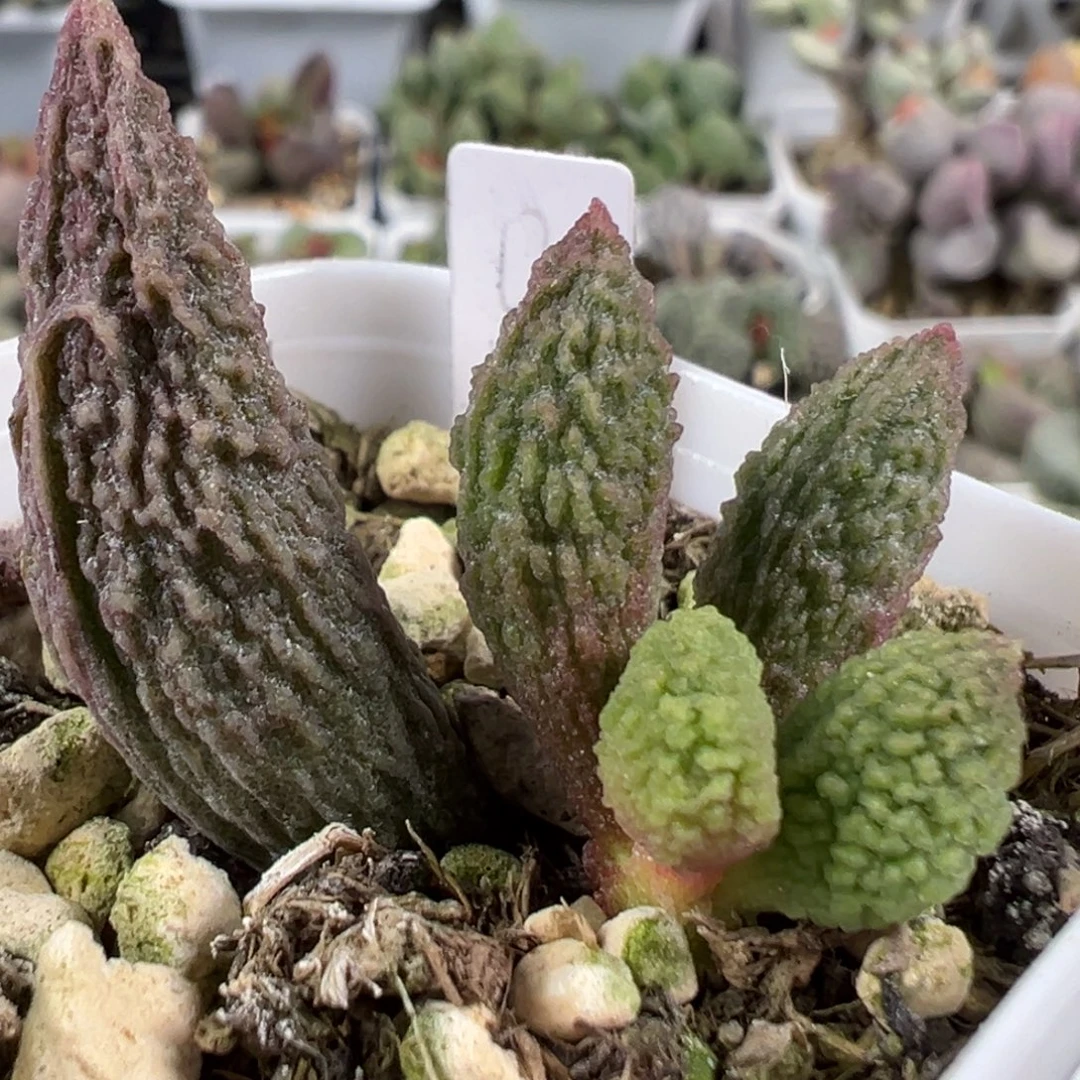 w细腻冰晶颗粒款实生新品