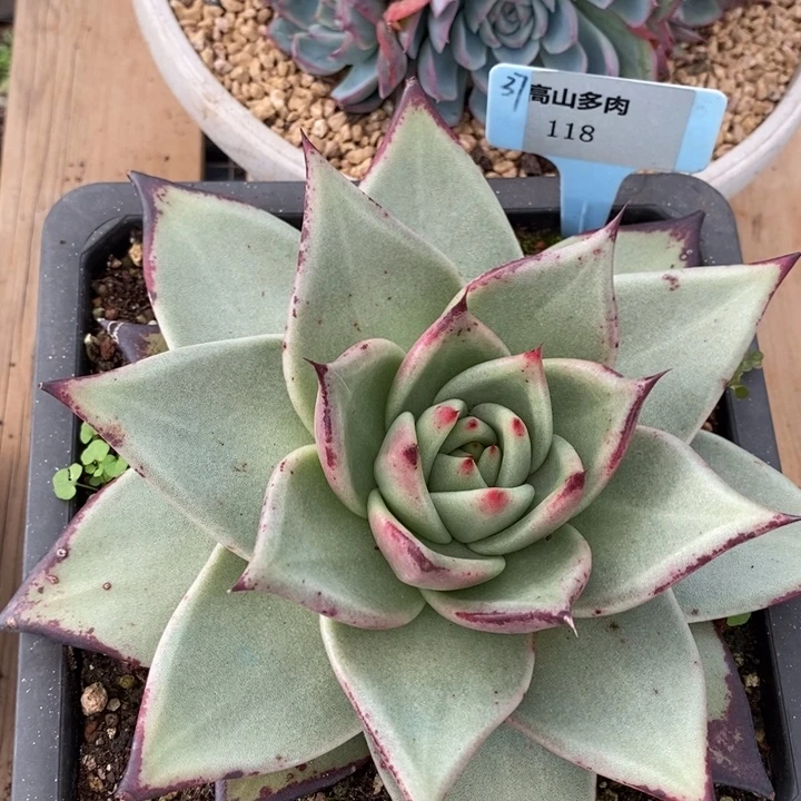 D118- 直播福利 乌木