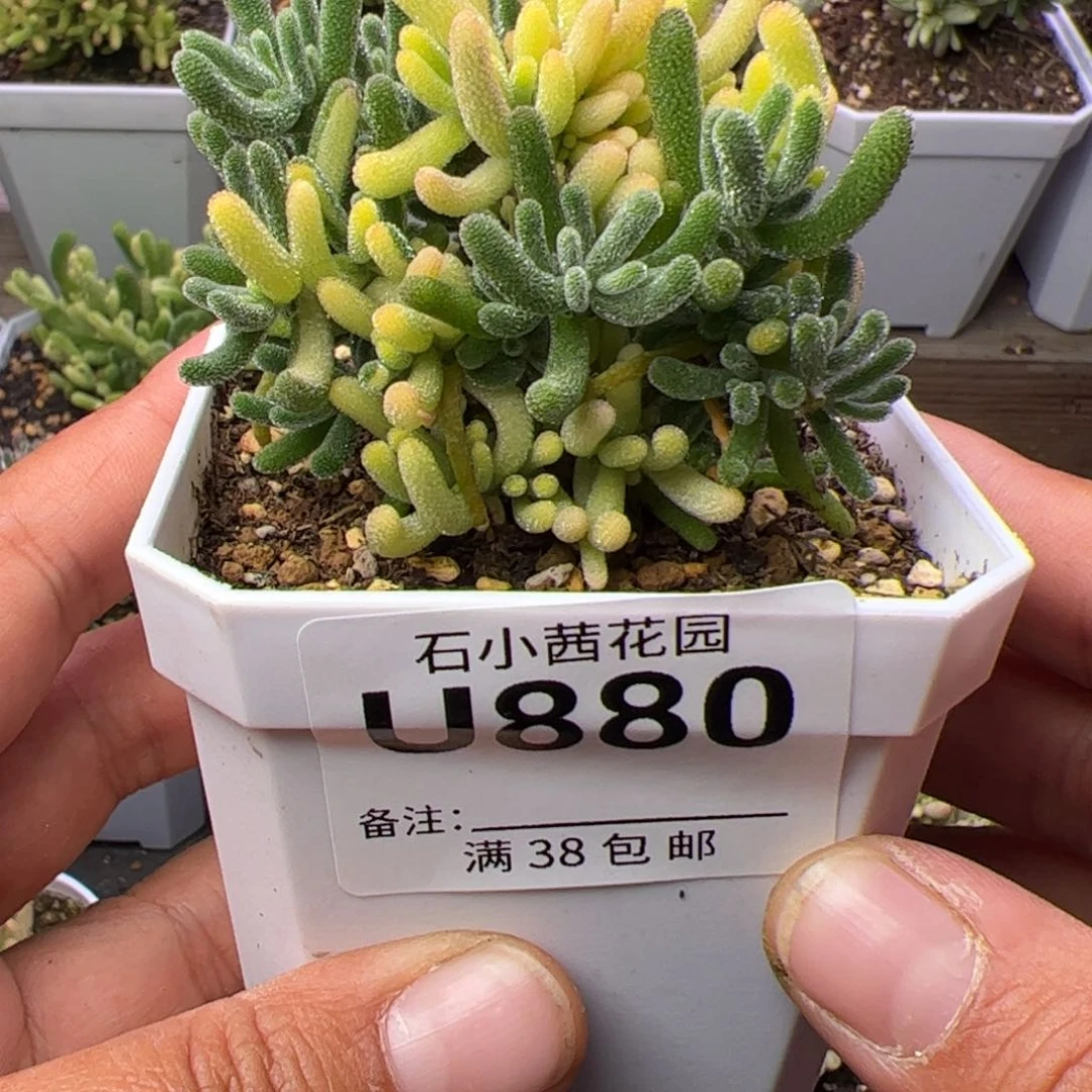 多肉植物荧光兔阴阳锦