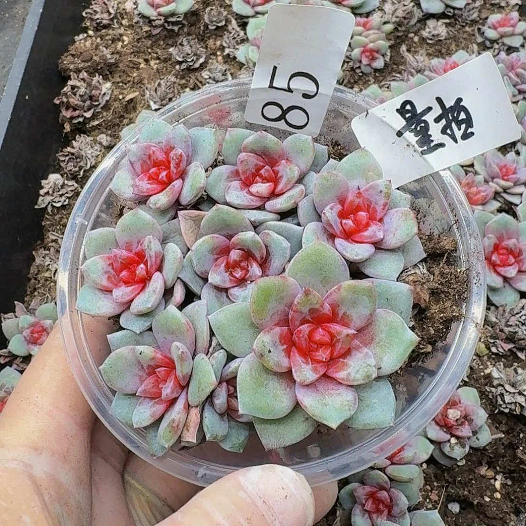 多肉植物多肉植物85量拍