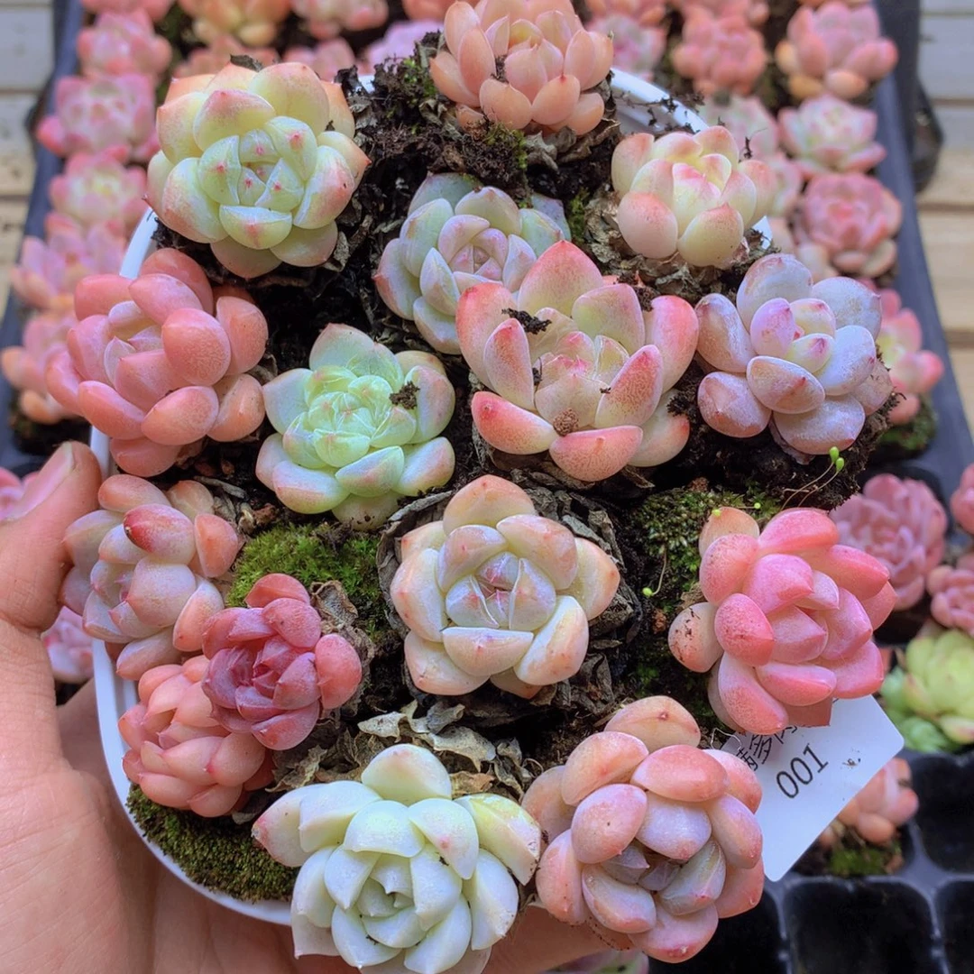 我要睡觉啦了哦001