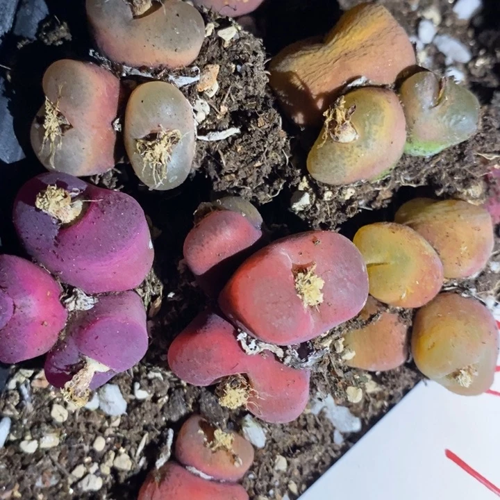 29258一组一组一组